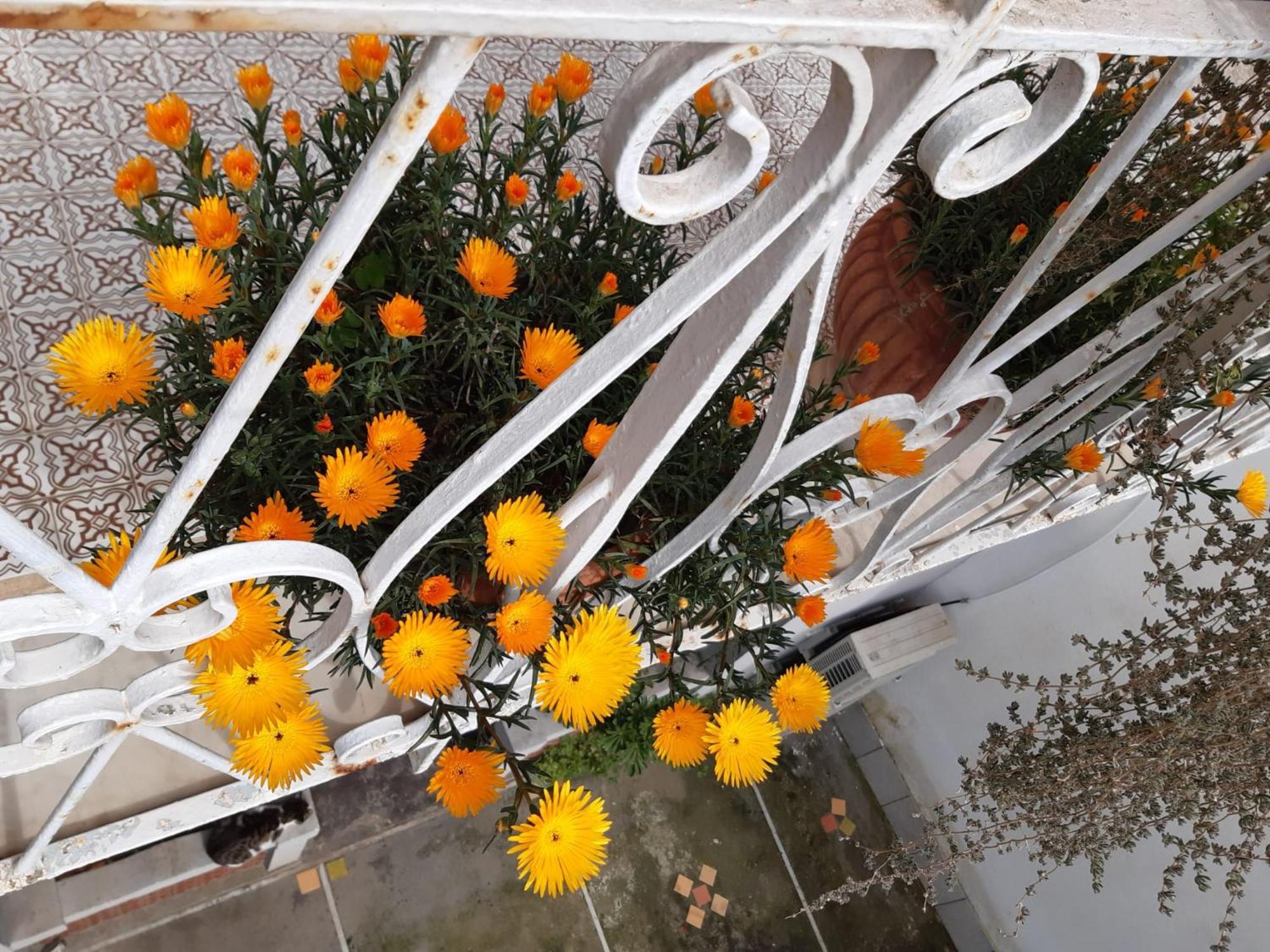 La Casa Di Rosa - Casa Vacanze Мета Екстер'єр фото
